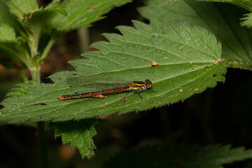 beautiful insect in spring on leaf in the grass