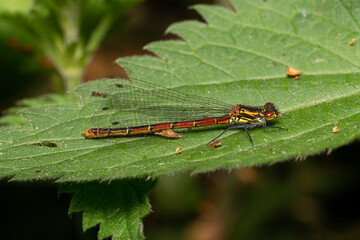 beautiful insect in spring on leaf in the grass