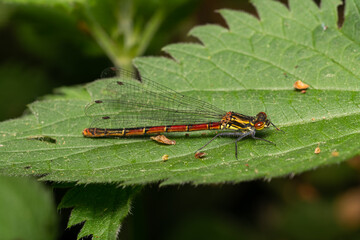 beautiful insect in spring on leaf in the grass