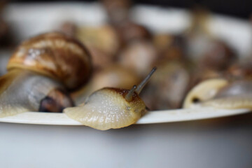 Lots of snails in a white plastic plate.