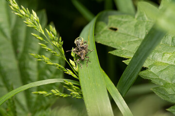 beautiful insect in spring on leaf in the grass