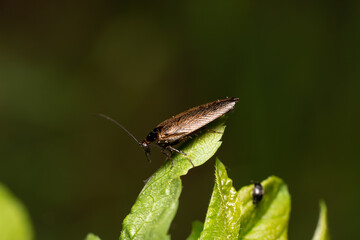 beautiful insect in spring on leaf in the grass