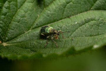 beautiful insect in spring on leaf in the grass