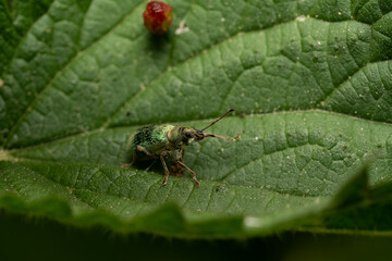 beautiful insect in spring on leaf in the grass