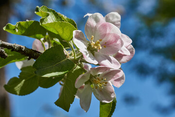 Apple flowers on a blue sky background. Apple tree blossoms in the garden.