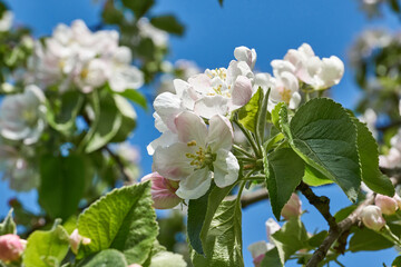 Obraz premium Apple flowers on a blue sky background. Apple tree blossoms in the garden.