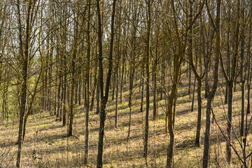 Naklejka premium alberi