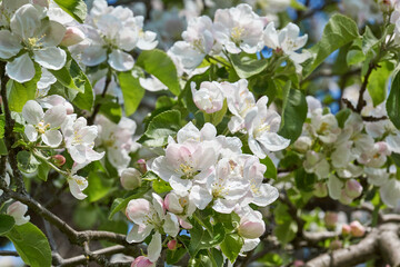 Apple flowers on a blue sky background. Apple tree blossoms in the garden.