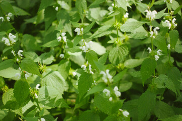 flowers in the forest