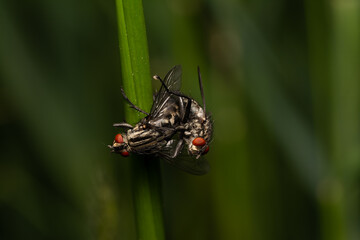 beautiful insect in spring on leaf in the grass