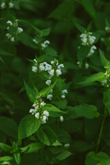 flowers in the forest