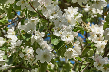 Apple flowers on a blue sky background. Apple tree blossoms in the garden.