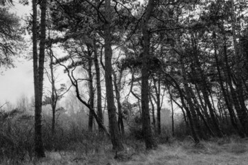 Wald auf Hiddensee