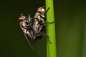 beautiful insect in spring on leaf in the grass