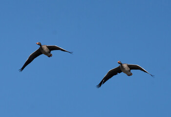 Greylag goose