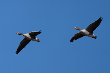 Greylag goose (Anser anser)