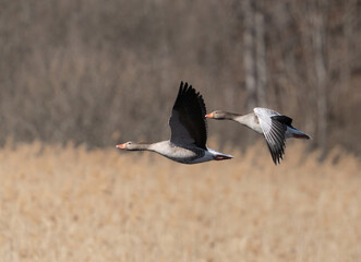 Greylag goose (Anser anser)