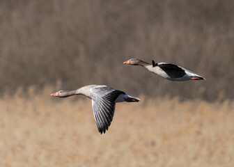Greylag goose (Anser anser)