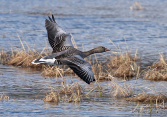 Greylag goose (Anser anser)