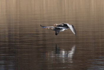 Greylag goose (Anser anser)