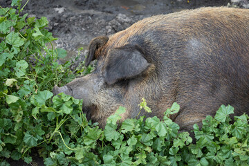 Huge fat pig in the pigsty resting in the mud