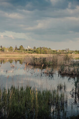 Landscape through the reeds on the lake and houses in the village. View through the reeds to the village. 