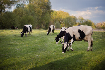 Free range cattle cows on a meadow. Black and white cows at green pasture. 
Cows grazing the fresh grass. Cow on a green lawn, golden hour.