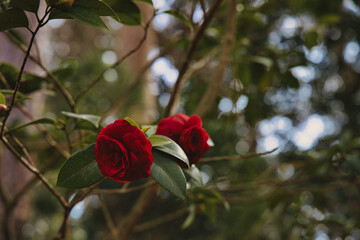 Fototapeta premium Red camellia flower in full bloom