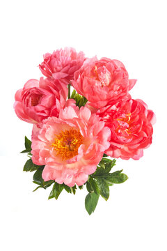 Beautiful pink peonies flowers isolated on white background