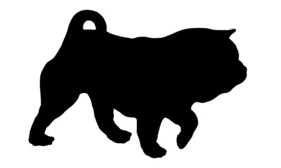 Black dog silhouette. Walking chow chow puppy. Pet animals. Isolated on a white background.