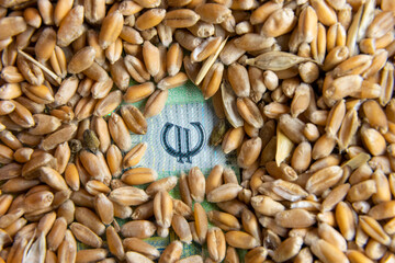wheat grain from under which you can see the euro sign close-up