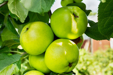 Ripe juicy green apples on a branch (on a tree) with leaves close-up in the soft sunset sun.