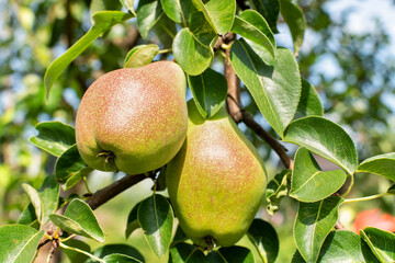 Ripe pear fruits on a branch (on a tree) with leaves close-up in sunny weather.