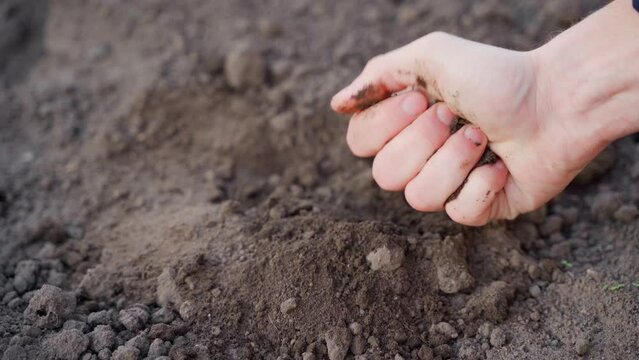 A hand checks the soil for moisture close-up. Analysis of the state of the earth in the spring before the season. Viscosity and texture of chernozem