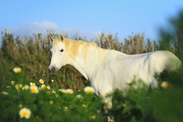 Frühling - Weißes Pferde in Blumenwiese Margariten