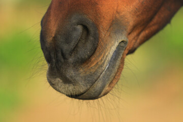 Close-up Nüstern von braunem Pferd