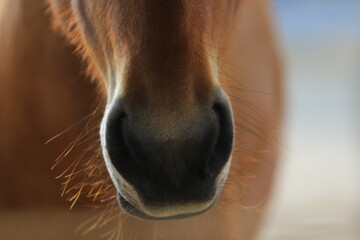 Close-up Pferdemaul von braunem Pferd