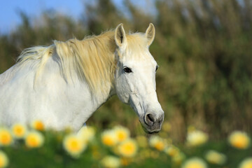 Portrait spanisches Pferd in Blumenwiese Margariten