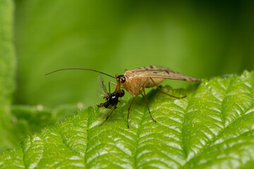 beautiful insect in spring on leaf in the grass