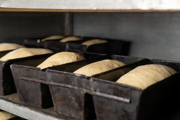 Fototapeta na wymiar Close-up of bread dough in rectangular iron molds. Dough in the molds fits to the desired condition before baking in the oven at the factory