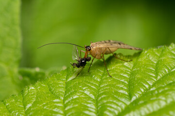 beautiful insect in spring on leaf in the grass