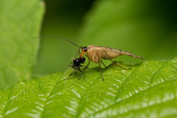 Fototapeta premium beautiful insect in spring on leaf in the grass