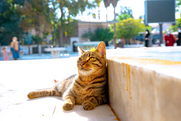 A stray cat of Istanbul. Stray cat lying on the ground in Eyup Mosque
