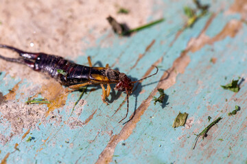 Earwig on wood, macro photo