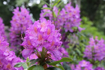 a beautiful bunch of violet flowers of a rhododendron closeup in a forest in springtime