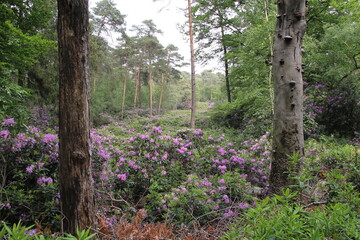 a beautiful forest landscape with long pine trees and purple rhododendrons at the belgian dutch border in springtime