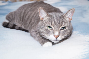 Gray striped cat lies on bed and looks warily into distance.