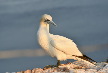 Basstölpel Helgoland