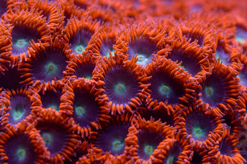 Koralle Krustenanemone
