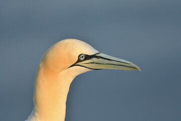 Basstölpel Portrait 